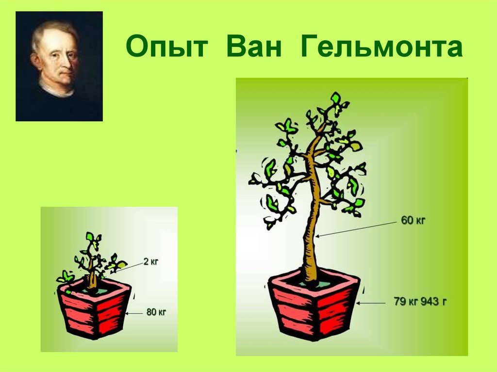 Масса растений. Ян Ван Гельмонт фотосинтез. Эксперимент Ван Гельмонта. Эксперимент Яна Ван Гельмонта. Опыт Ван Гельмонта с ивой.