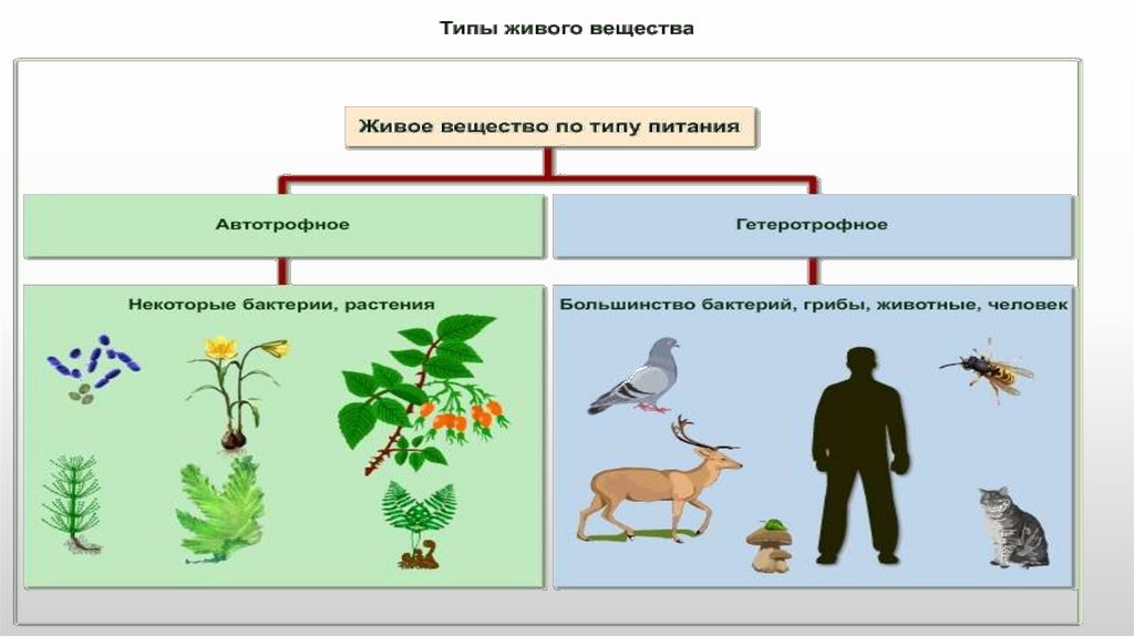 Роль живых организмов в биосфере презентация