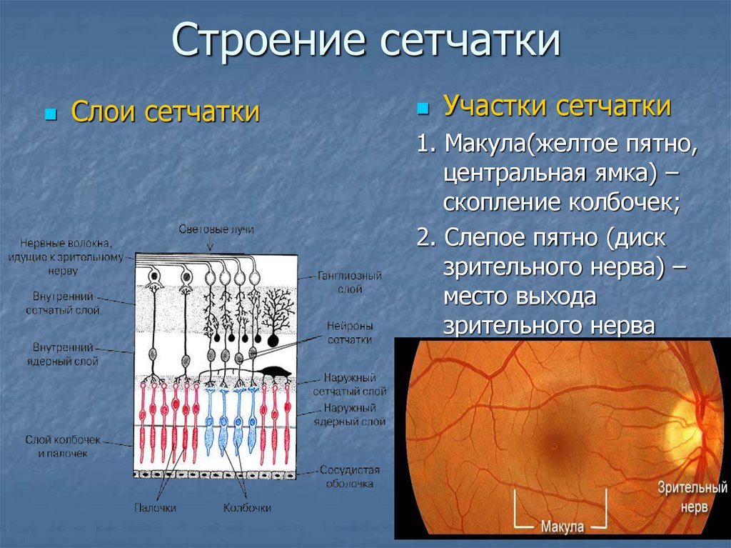 Функция сетчатки глаза человека