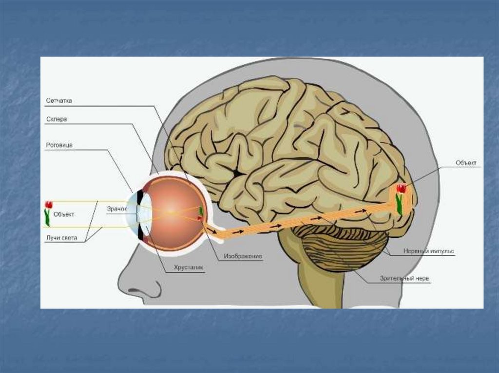 В мозг через глаза. Зрительный анализатор передача сигнала в зрительной системе. Строение глаза и мозга. Строение зрительного анализатора.