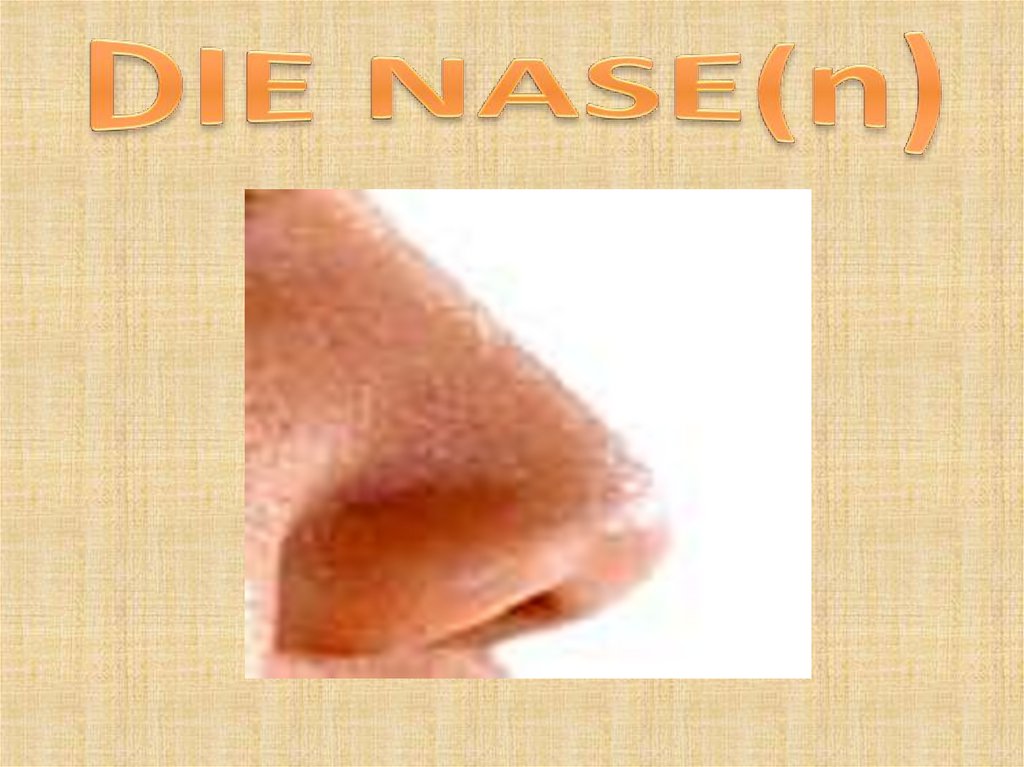 DIE NASE(n)