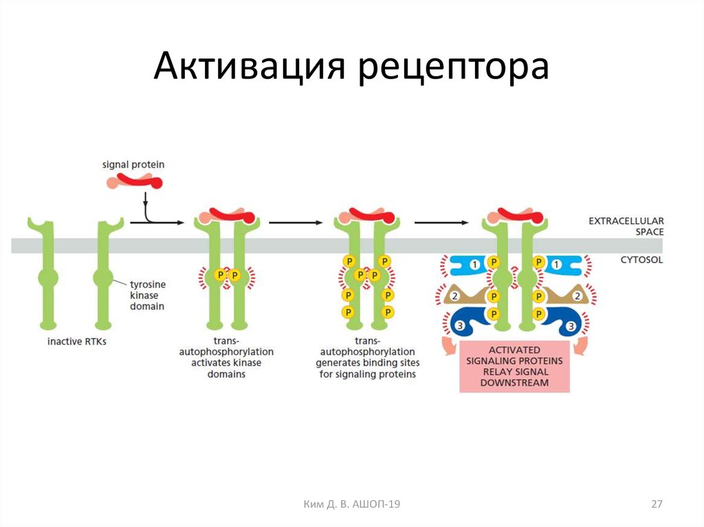 Этапы активации