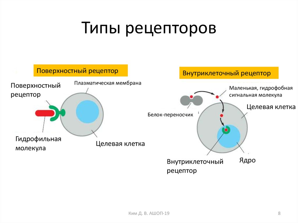 Виды рецепторов. Типы рецепторов. 4 Типа рецепторов. 6. Рецепторы, виды,. Типы рецепторов 1 2 3 4.