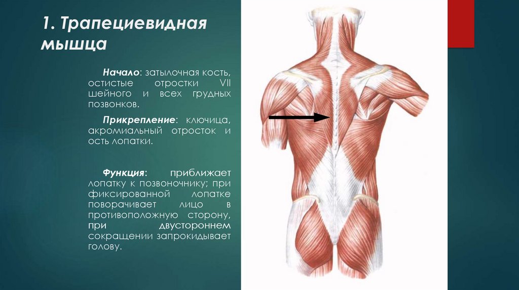 Верхняя трапециевидная. Трапециевидная мышца шеи анатомия. Трапециевидная мышца верхняя часть анатомия. Антагонист трапециевидной мышцы. Анатомия трапециевидной мышцы спины и шеи.
