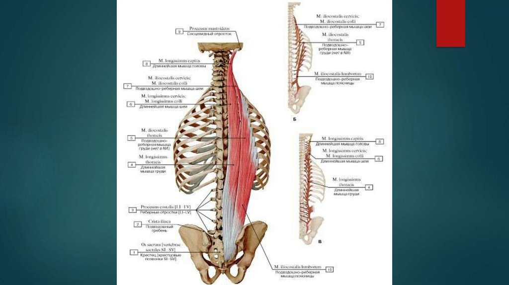 Анатомия поясничного. Мышцы спины поясничного отдела. Мышцы спины кт анатомия. МР анатомия поясничного отдела. Поясничный отдел позвоночника мышцы напряжены.