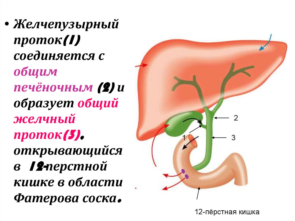 Как желчный пузырь влияет на печень. Анатомия физиология печен. 12 Перстная кишка проток поджелудочной железы. Желчный пузырь анатомия человека.