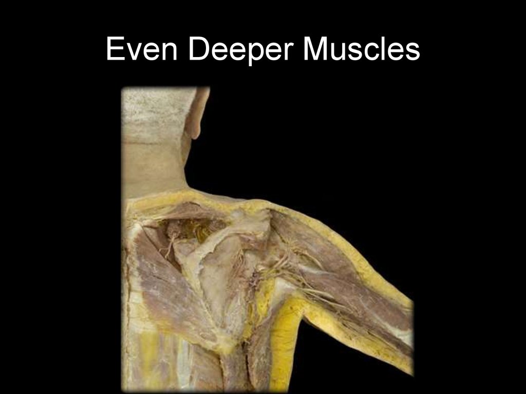 Even Deeper Muscles