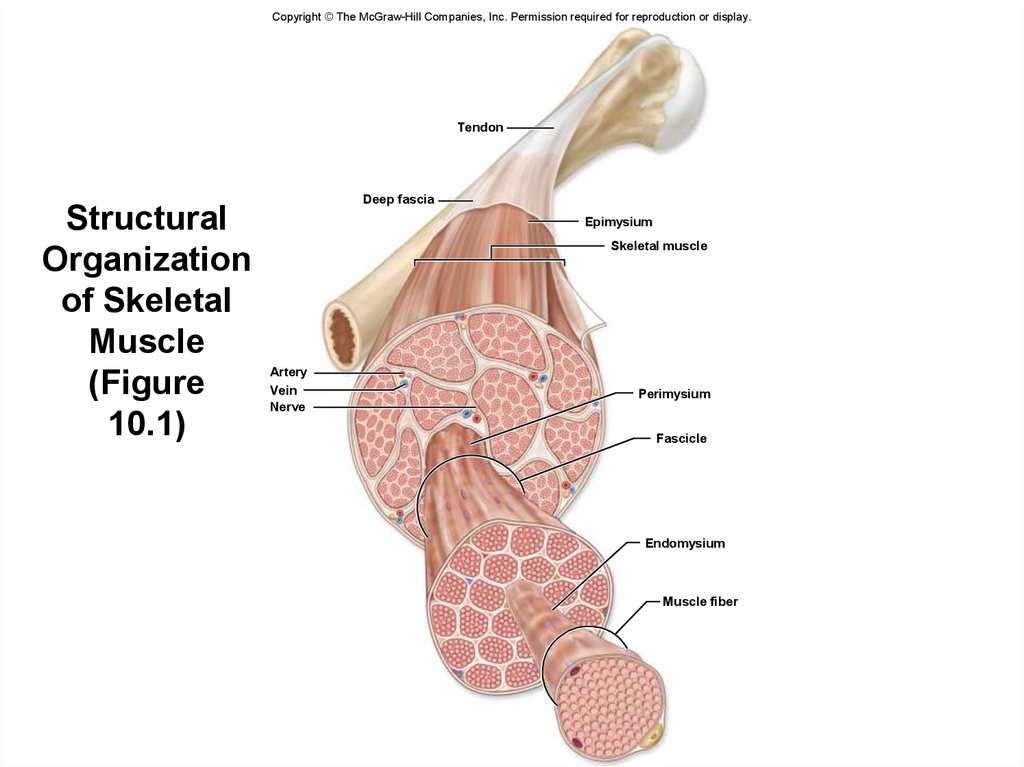 Structural Organization of Skeletal Muscle (Figure 10.1)