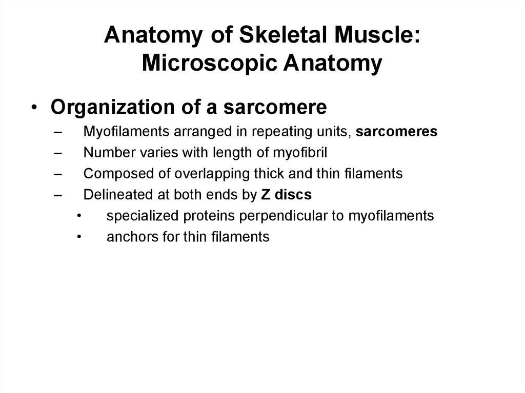 Anatomy of Skeletal Muscle: Microscopic Anatomy