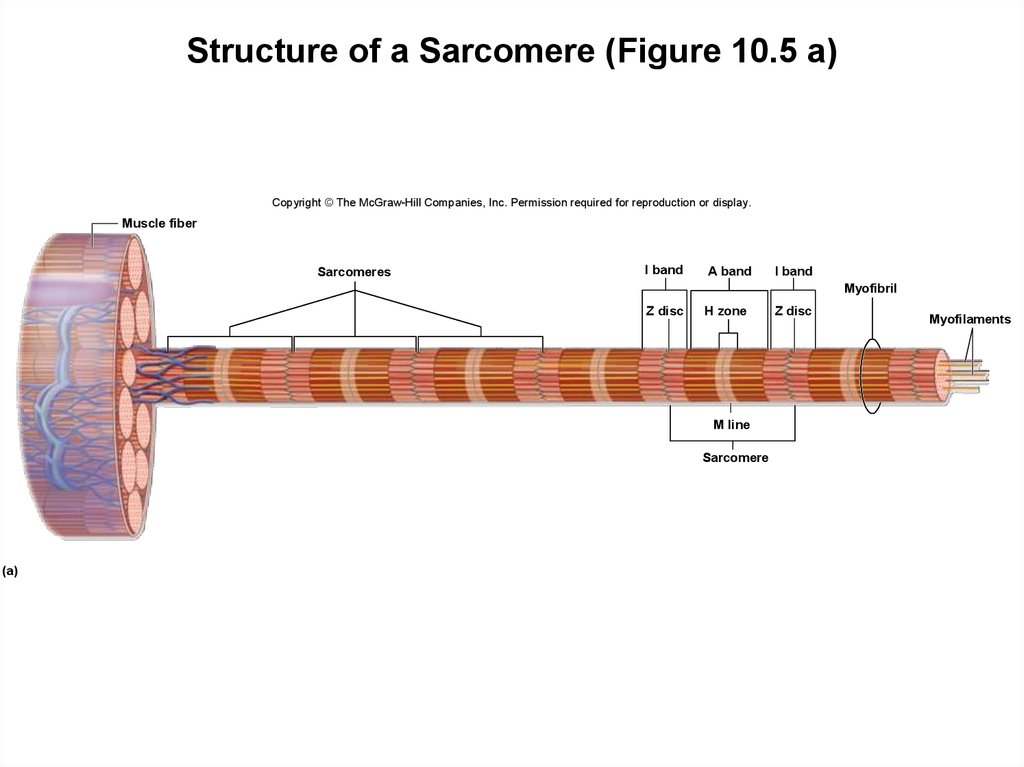 Structure of a Sarcomere (Figure 10.5 a)