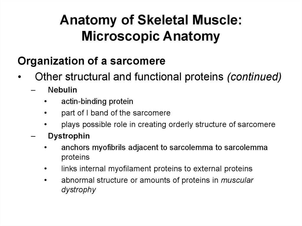 Anatomy of Skeletal Muscle: Microscopic Anatomy