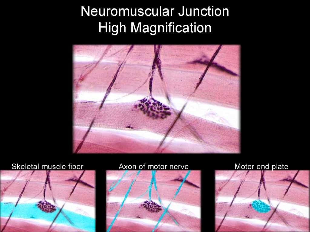 Neuromuscular Junction High Magnification