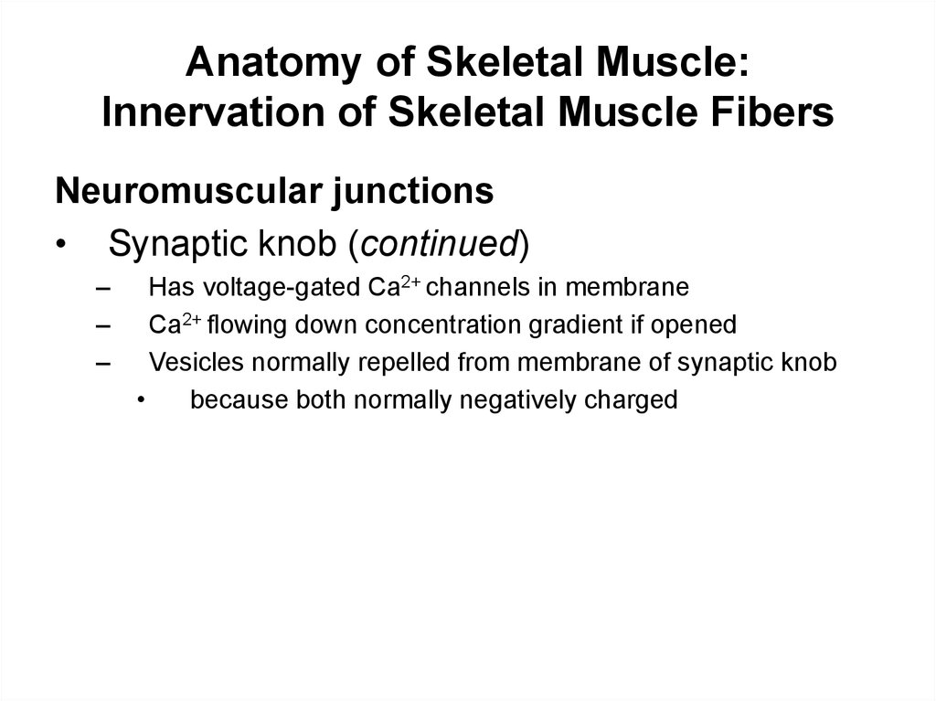 Anatomy of Skeletal Muscle: Innervation of Skeletal Muscle Fibers