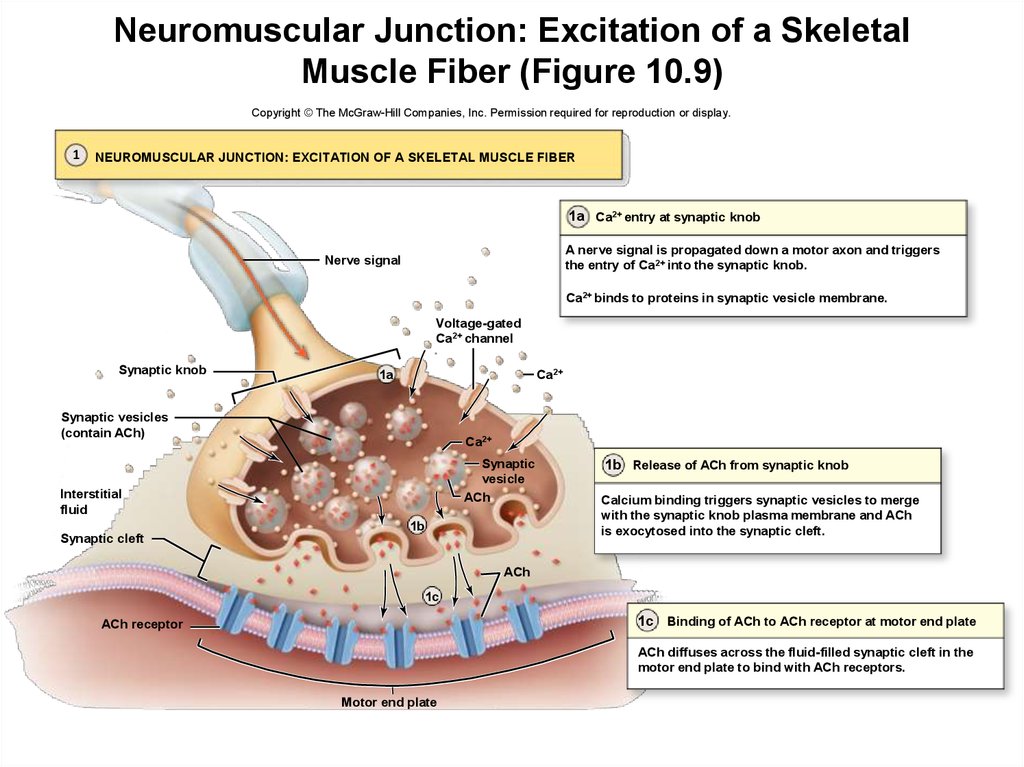 Neuromuscular Junction: Excitation of a Skeletal Muscle Fiber (Figure 10.9)