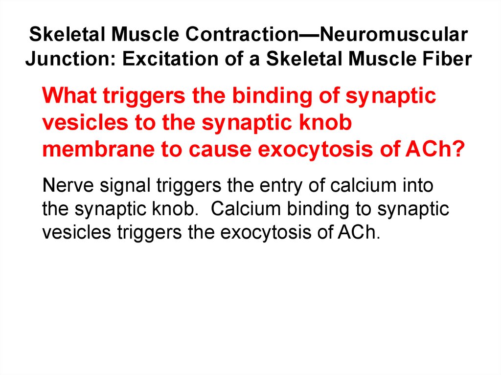 Skeletal Muscle Contraction—Neuromuscular Junction: Excitation of a Skeletal Muscle Fiber