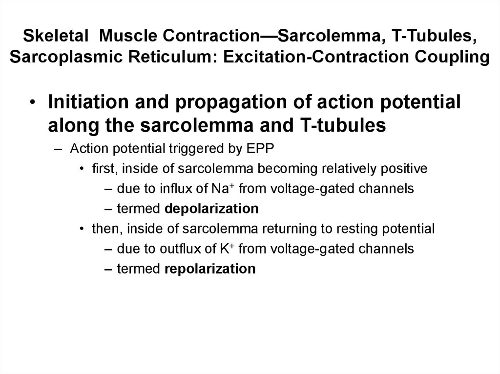 Skeletal Muscle Contraction—Sarcolemma, T-Tubules, Sarcoplasmic Reticulum: Excitation-Contraction Coupling