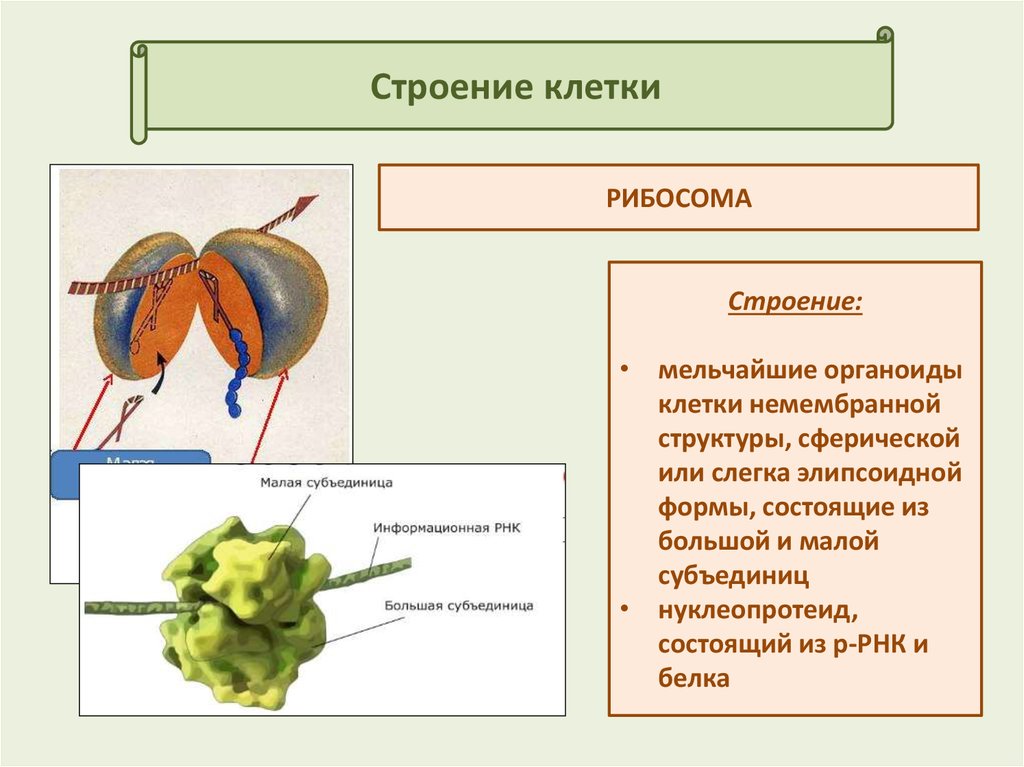 Из субъединиц состоят