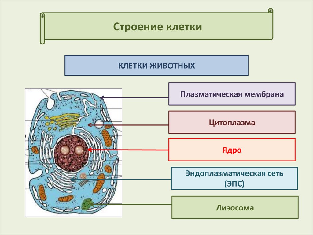 4 положения клеточного строения