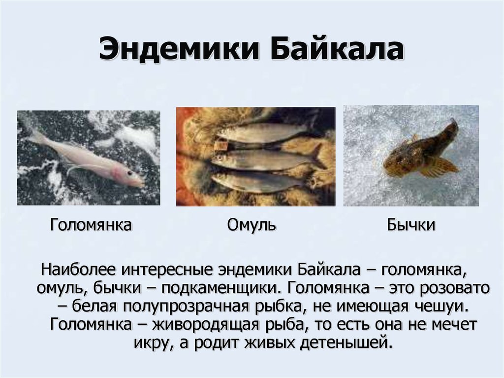 Живые организмы байкала. Рыба Байкала Голомянка. Рыбы эндемики Байкала. Эндемики озера Байкал. Голомянка Байкальский эндемик.
