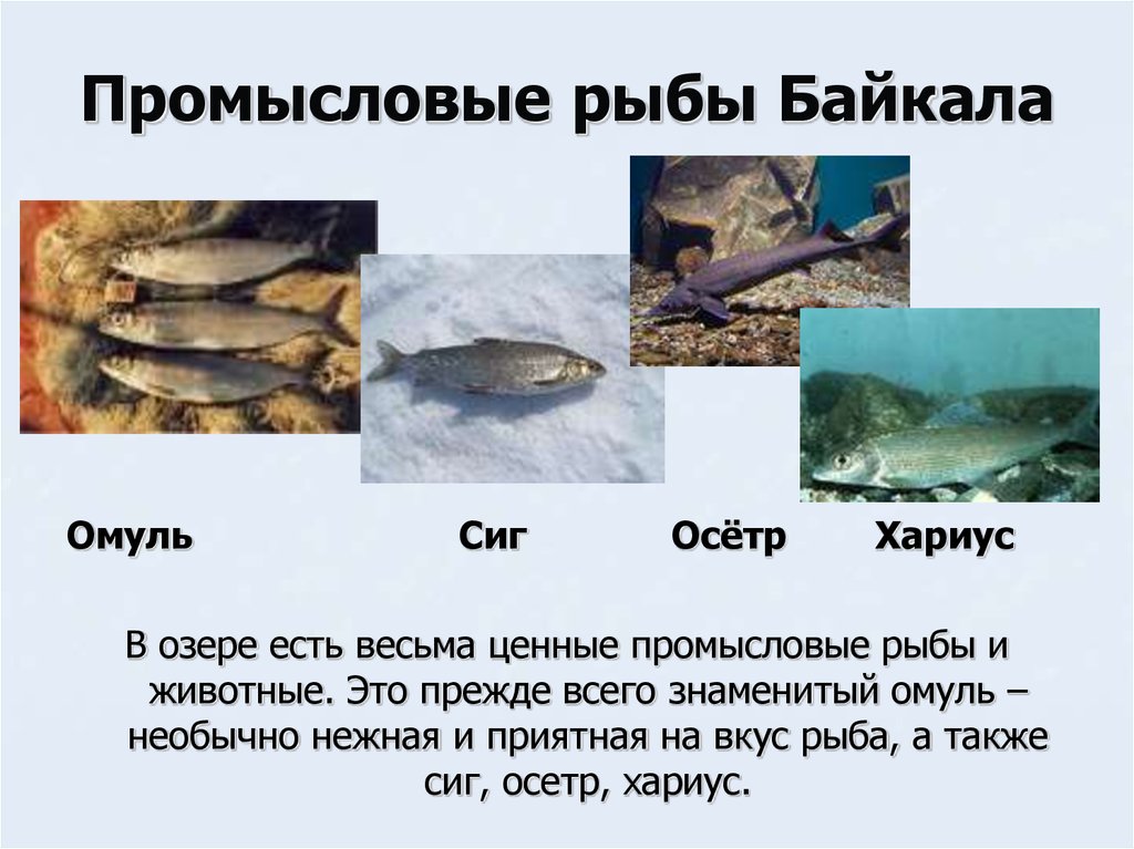 Промысловые рыбы Байкала