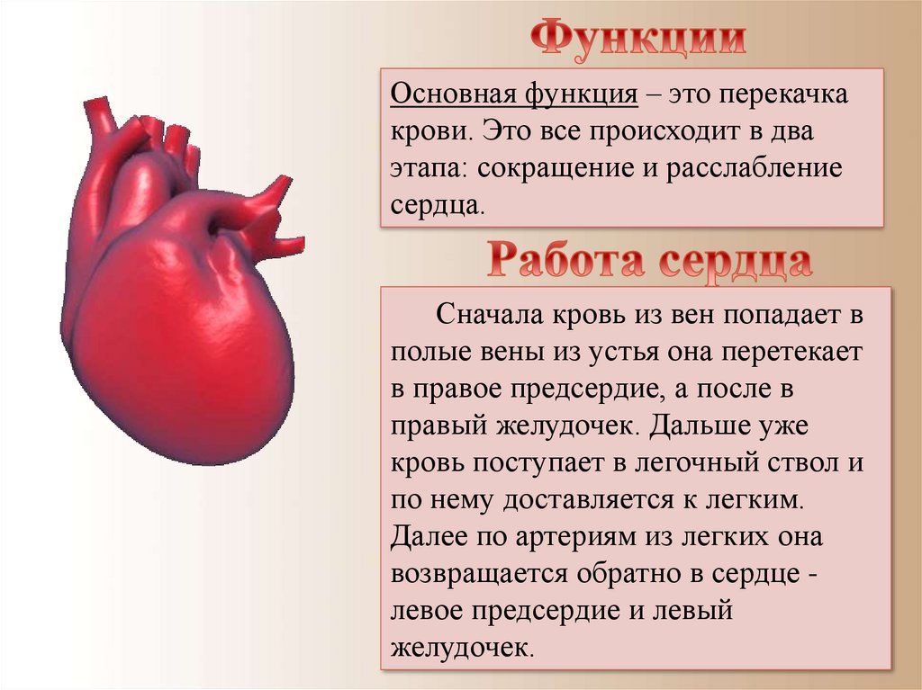 Механика сердечного пульса проект по физике