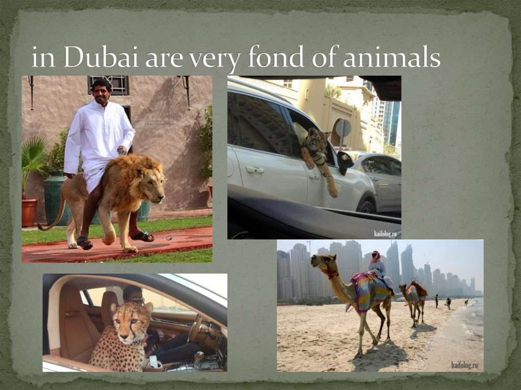in Dubai are very fond of animals