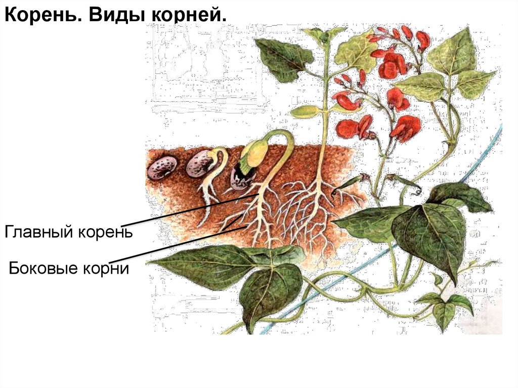 Значение корня тем. Значение корней. Значение корней в природе биология 6 класс. Легкое строение корня. Значение корневища.