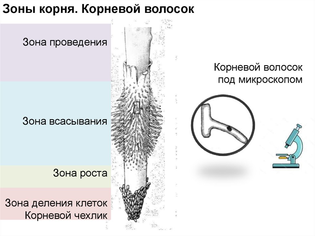 На рисунке корневые волоски под микроскопом что изображено на рисунке под цифрой 1