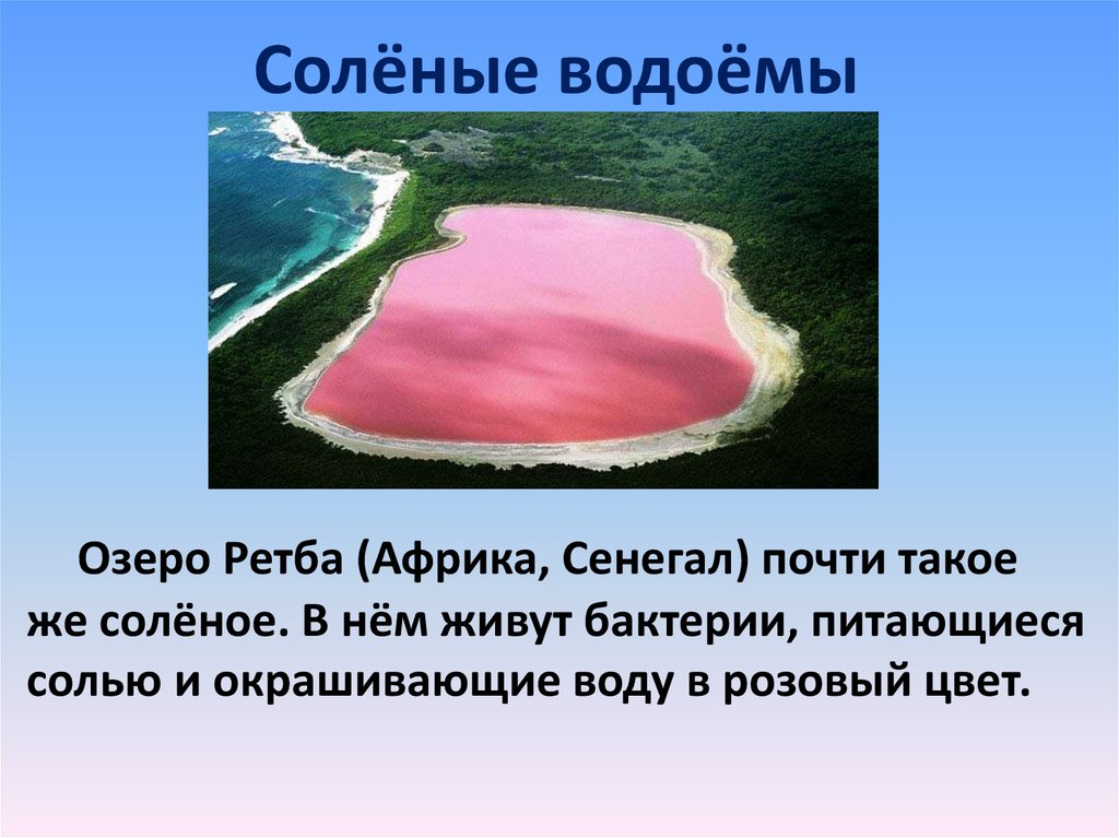 Соленые водоемы 5 класс. Соленые водоемы. Обитатели соленых водоемов. Пресные и соленые водоемы. Жители соленых водоемов 2 класс.