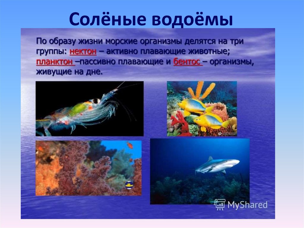 Особенности жизни в океане. Обитатели планктона нектона и бентоса. Планктон Нектон бентос. Что такое планктон Нектон и бентос в океане. Планктон 2. Нектон 3. бентос.