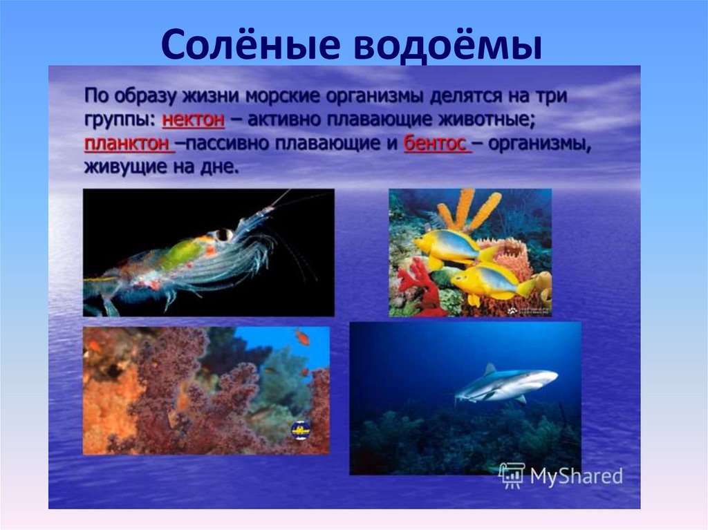 Жизнь организмов в океане. Обитатели мирового океана планктон Нектон бентос. Обитатели соленых вод. Нектон организмы. Группы морских организмов.