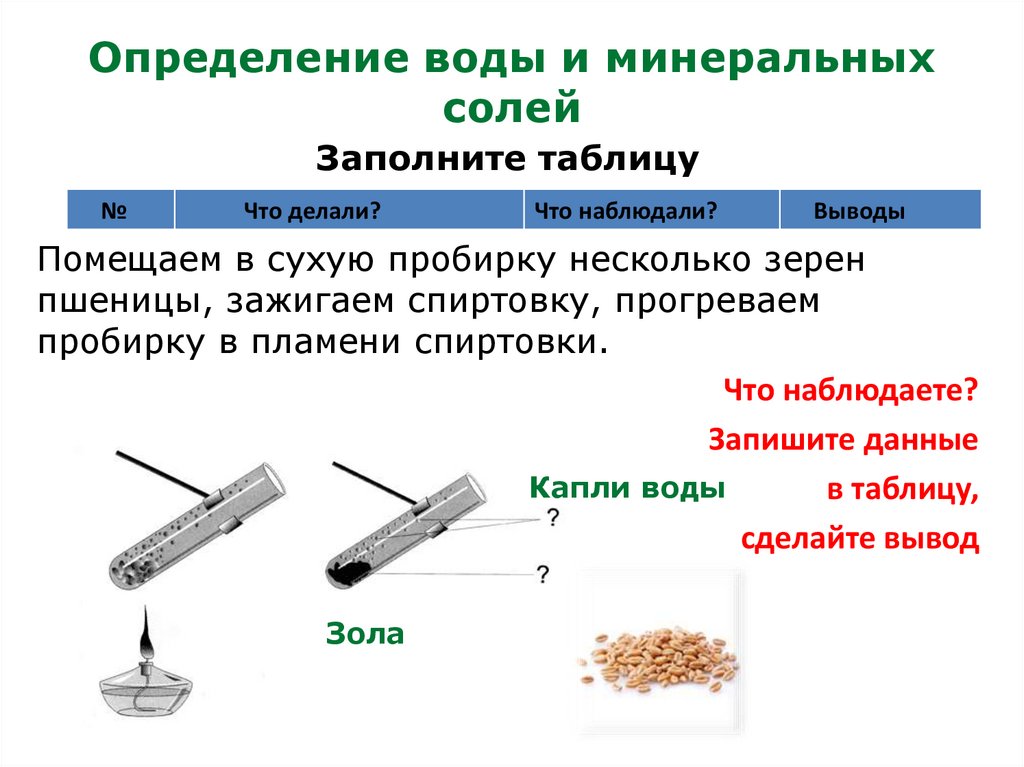 Химический состав клетки вода и минеральные соли