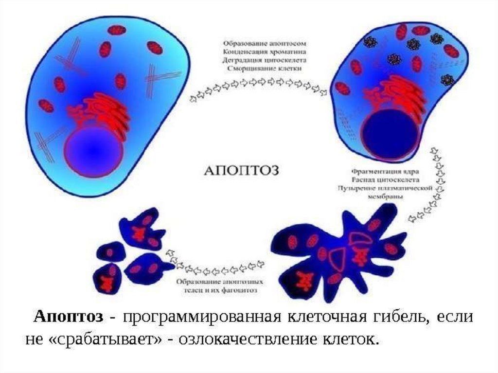 Умирающая клетка. Апоптоз схема. Апоптоз клетки. Запрограммированная гибель клеток. Гибель клетки апоптоз.