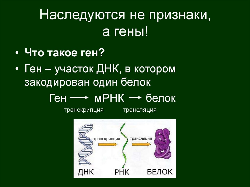 Расщепление признаков. Как наследуются признаки. Гены наследуются. Гибридизация ДНК.