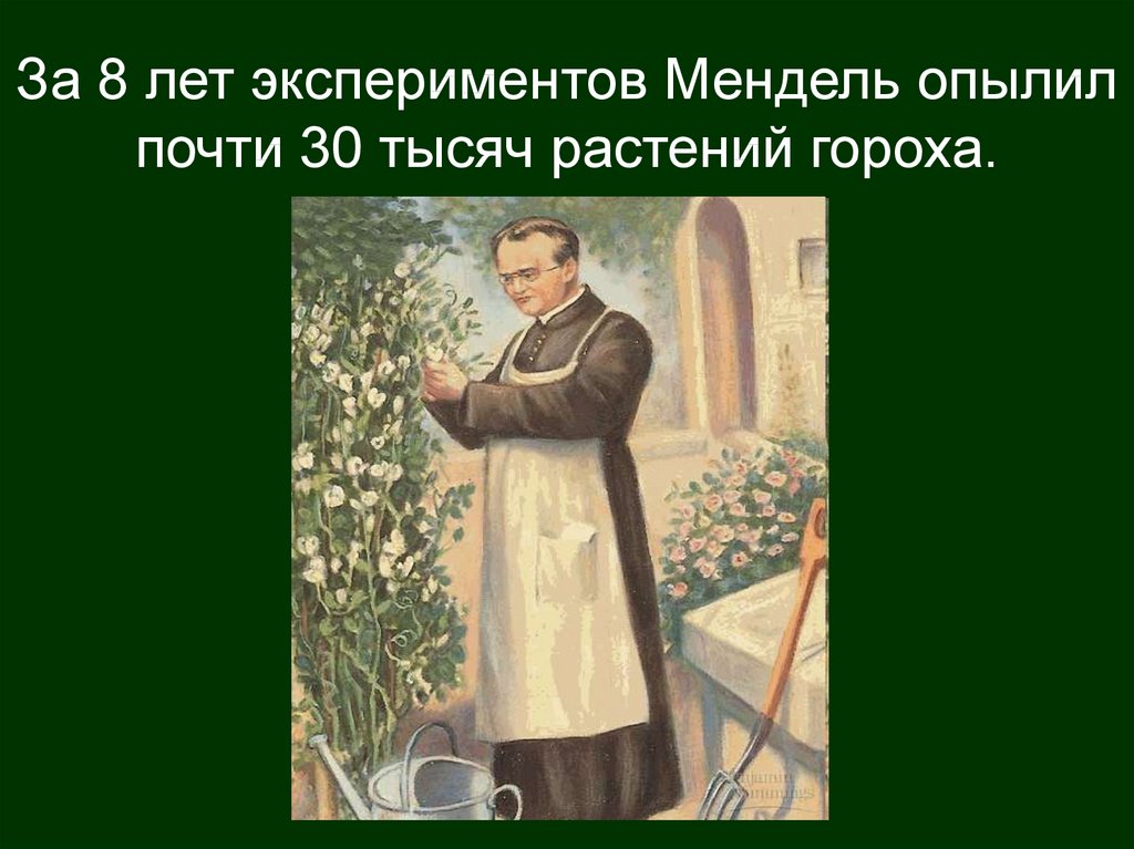 Почему мендель выбрал горох. Мендель Украина.