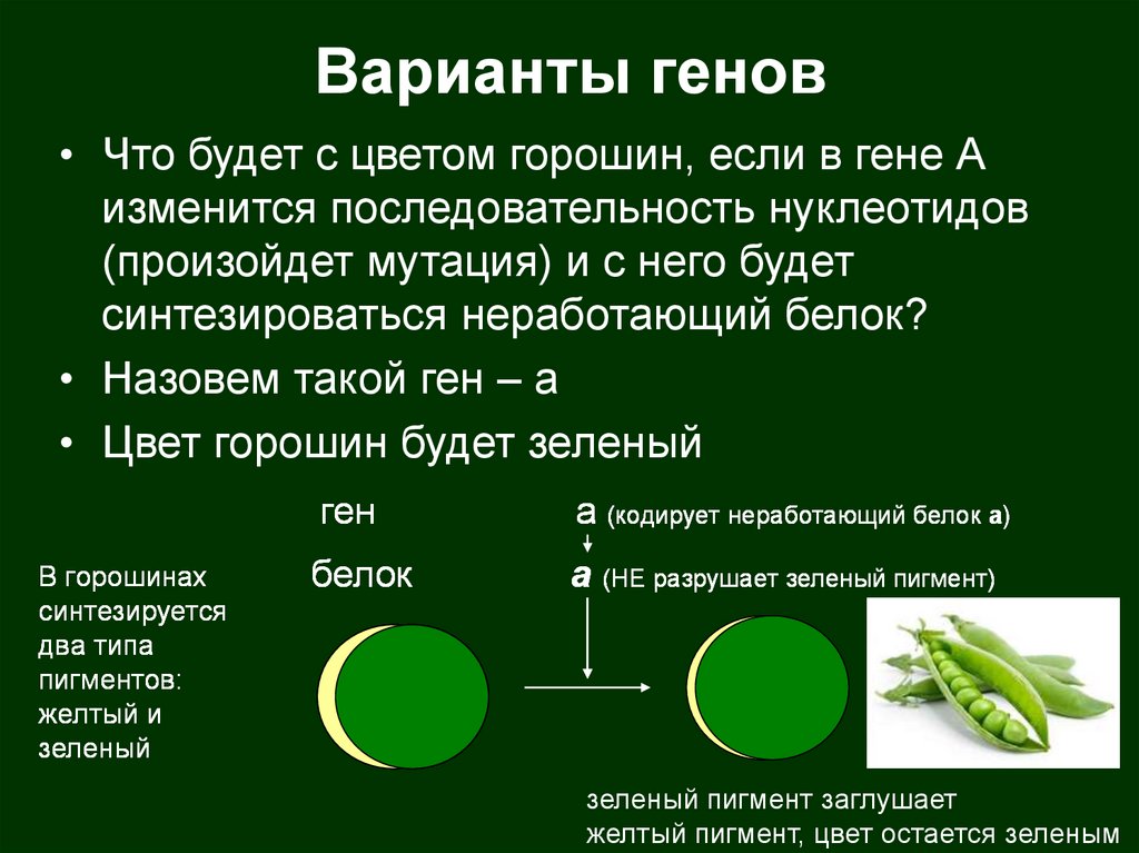 Особь не дающая расщепления в признаках