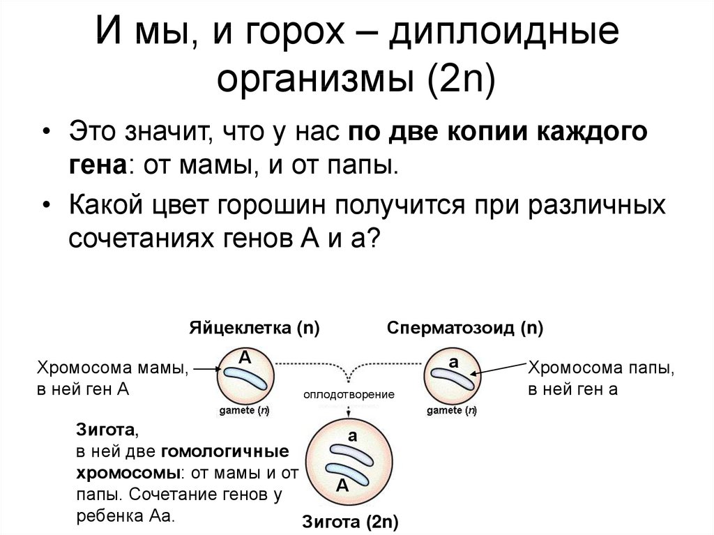 Гаплоидные и диплоидные клетки