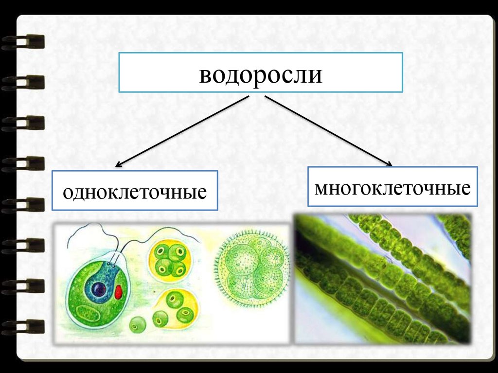 Органы одноклеточных водорослей. Одноклеточные и многоклеточные зеленые водоросли. Водоросли одноклеточные и многоклеточные 5 класс. Одноклеточные зеленые водоросли 5 класс биология. Одноклеточные водоросли 6 класс биология.