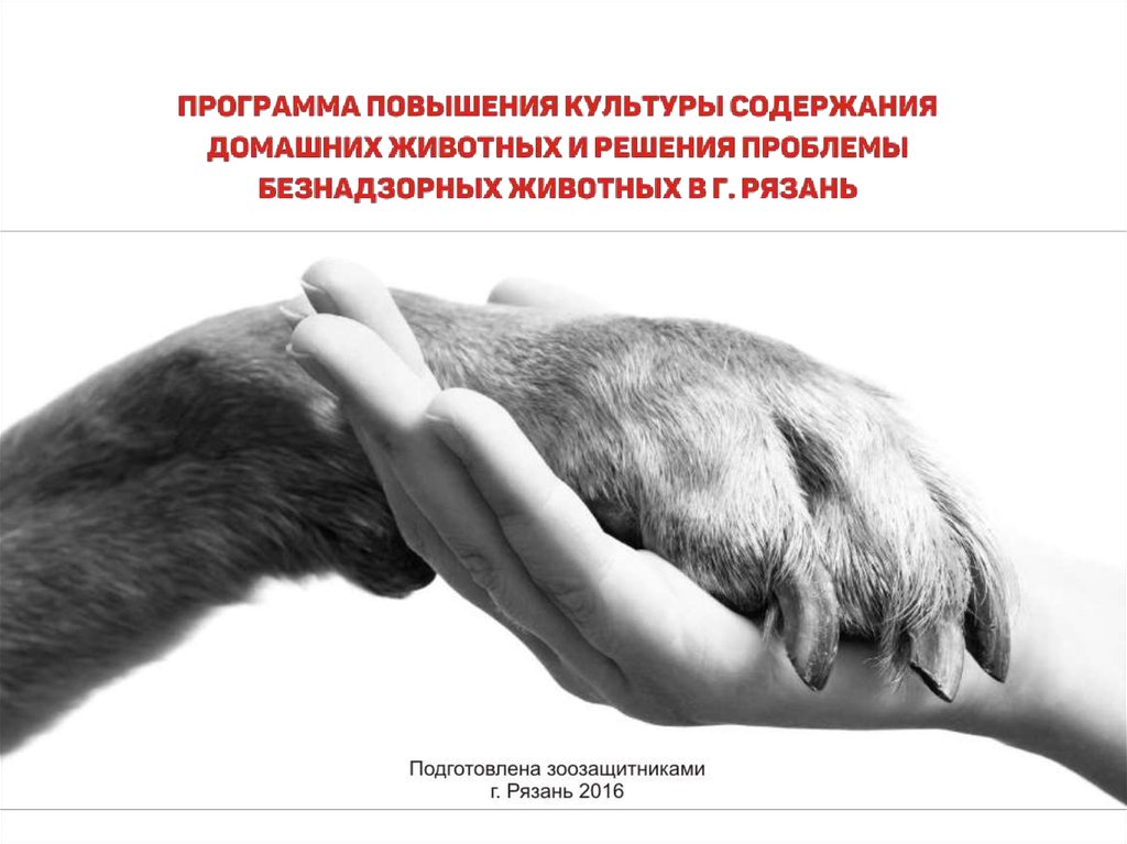 Рука шавка. Лапка и рука человека. Лапа и рука человека. Протяни руку лапам. Лапа собаки и рука человека.
