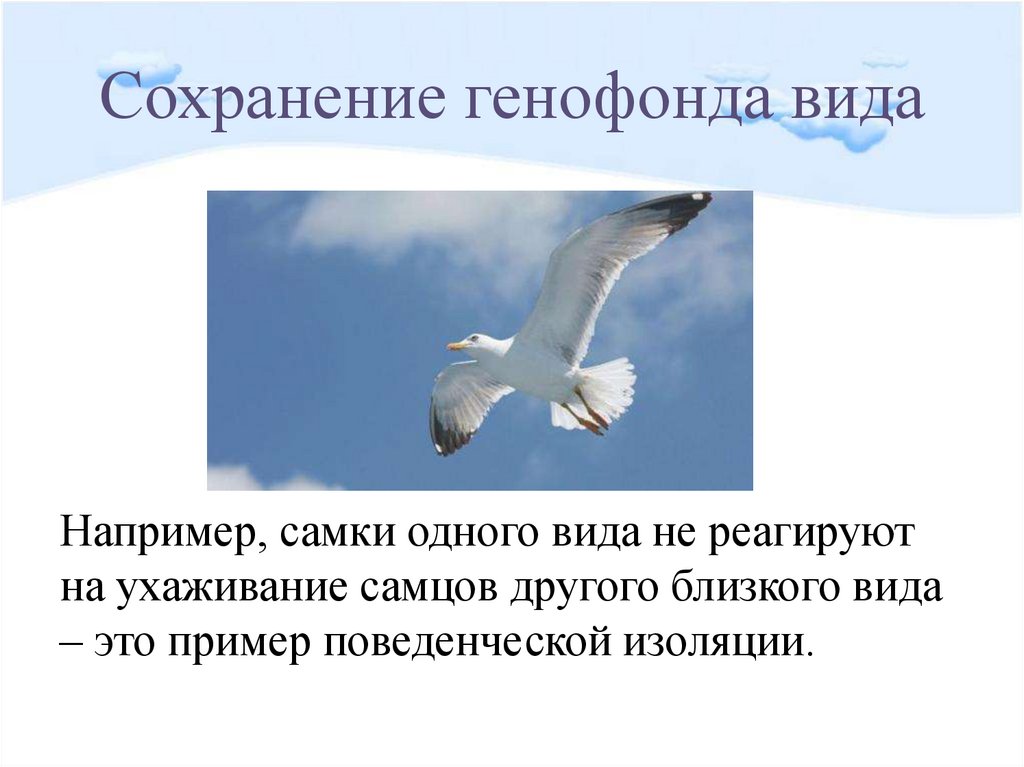 Сохранение видов. Генофонд вида. Сохранение генофонда. Поведенческая изоляция примеры. Примеры сохранения генофонда.