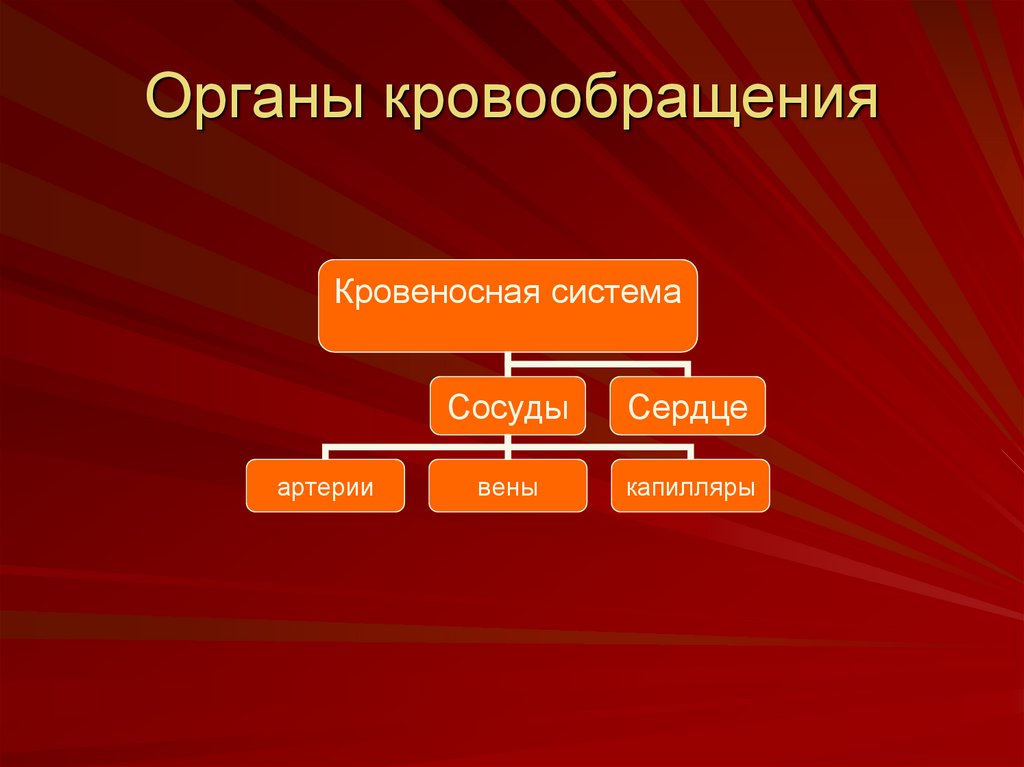 Примеры орган веществ. Органы кровообращения. Орган веществ и их категории. Транспорт веществ органы кровообращения 9 класс презентация.