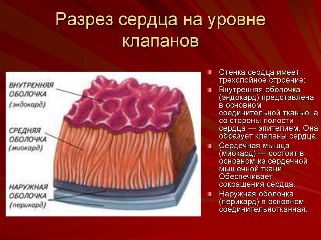 Уровни сердца. Оболочки стенки сердца. Строение оболочек сердца. Внутренняя оболочка сердца. Внутреннее строение сердца оболочки стенки.