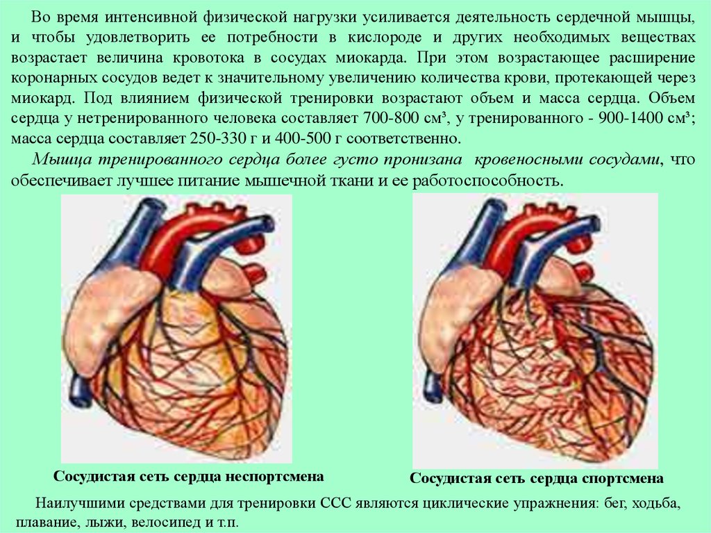 Тренированность сердца. Влияние нагрузок на сердечно-сосудистую систему. Упражнения для сердечно-сосудистой системы. Сердце при нагрузке. Тренировка сердечно-сосудистой системы.