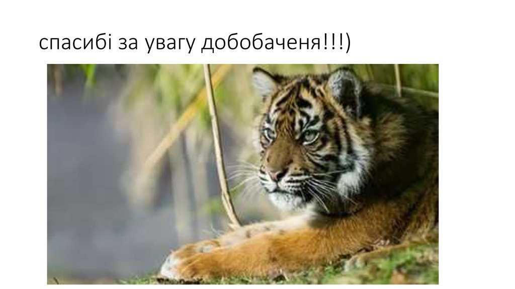 спасибі за увагу добобаченя!!!)