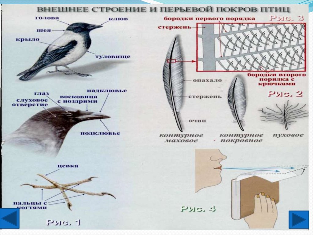 Расположение контурного пера на теле птицы