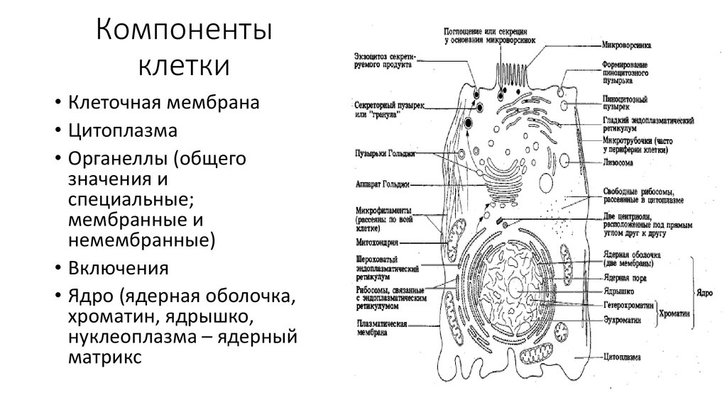 Главным структурным компонентом. Структурные компоненты клетки схема. Основные структурные компоненты клетки схема. Функции компонента клетки. Схема классификации компонентов клетки.