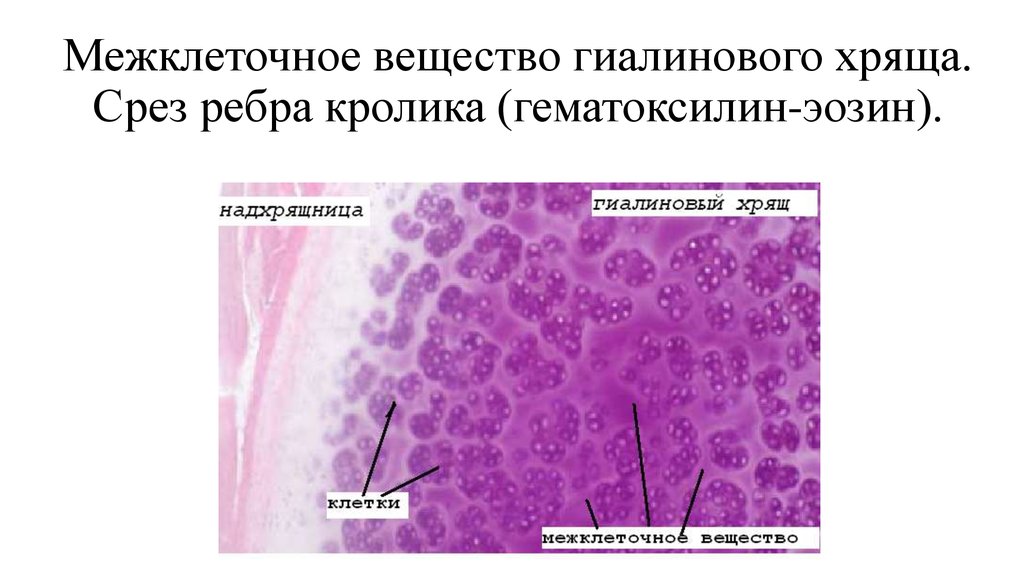 Межклеточное вещество рисунок. Гиалиновый хрящ гематоксилин эозин. Гиалиновый хрящ ребра кролика. Межклеточное вещество гиалинового хряща. Межклеточное вещество гистология.