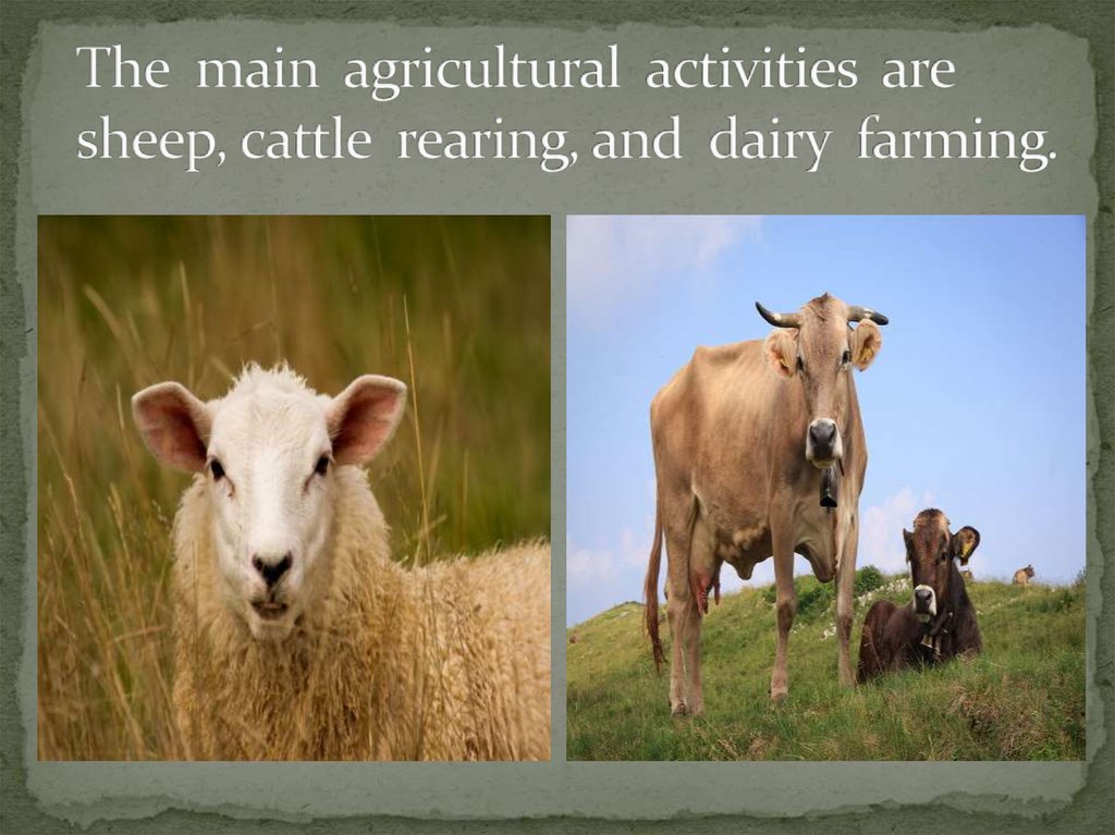 The main agricultural activities are sheep, cattle rearing, and dairy farming.