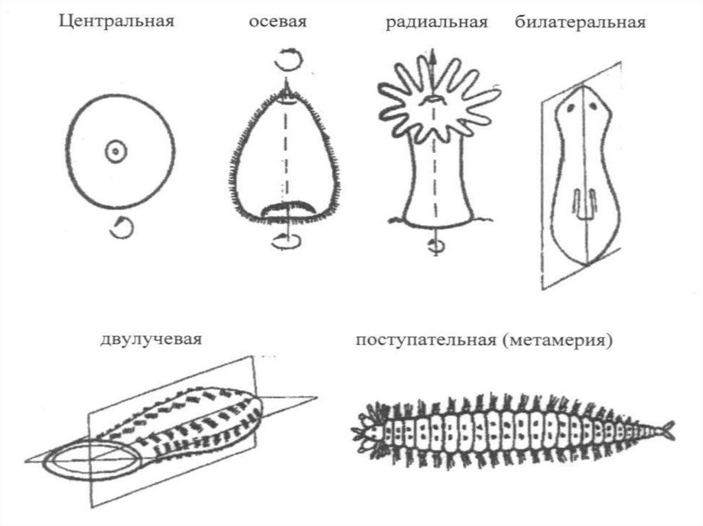 Симметрия тела круглых. Двулучевая симметрия. Симметрия и метамерия в мышечном аппарате человека. Гетерономная метамерия. Проявления симметрии и метамерии в мышечном аппарате человека.