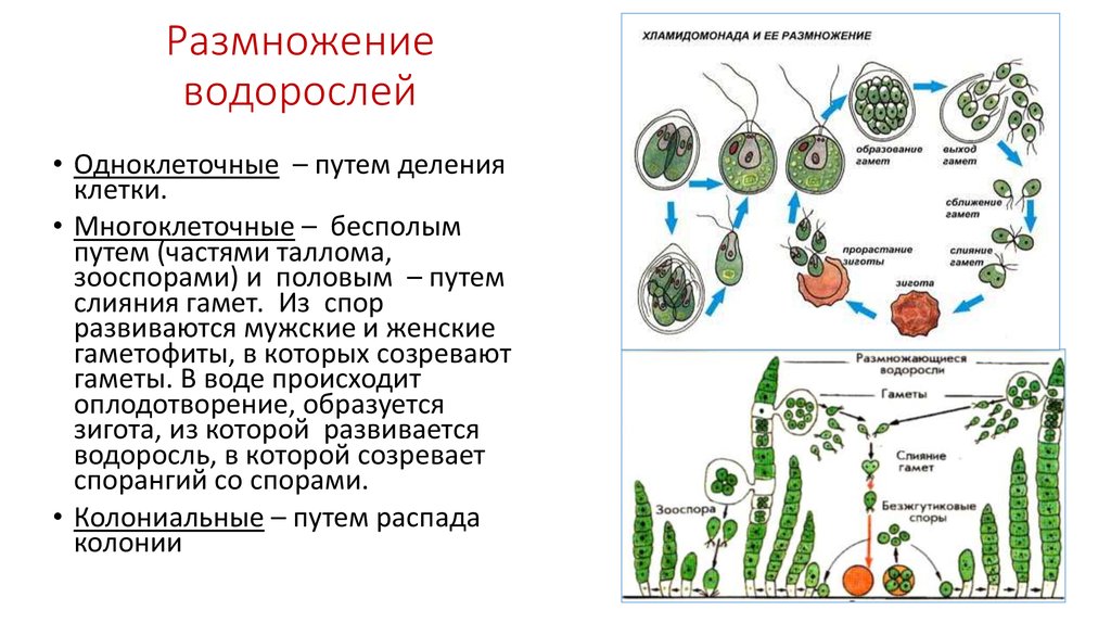 Значение размножения водорослей. Жизненный цикл одноклеточных водорослей схема. Циклы размножения и развития зелёных водорослей. Цикл развития одноклеточных водорослей схема. Размножение водорослей схема.